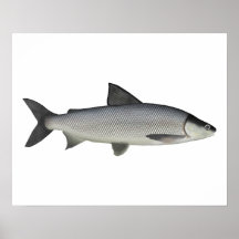 Lago Whitefish