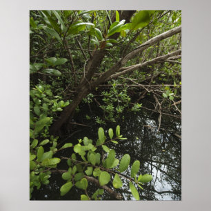 Poster Lagoa tropical de sal