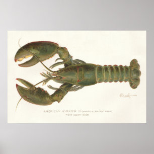 Poster Lagosta Americana - Sherman Denton Fish Lithograph