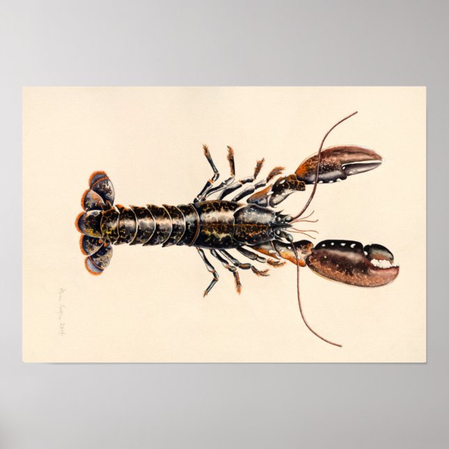 Poster Lagosta de Solva (Frente)