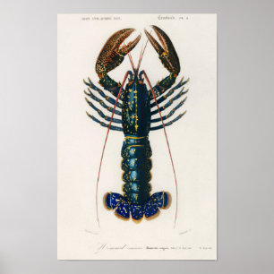 Poster Lagostim Carmesim (Palemon Ornatum)
