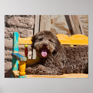 Pôster Lagotto Romagnolo Deitado Em Uma Bancada De Madeir
