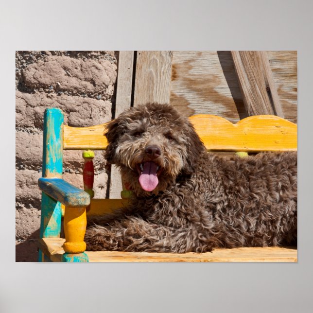 Pôster Lagotto Romagnolo Deitado Em Uma Bancada De Madeir (Frente)