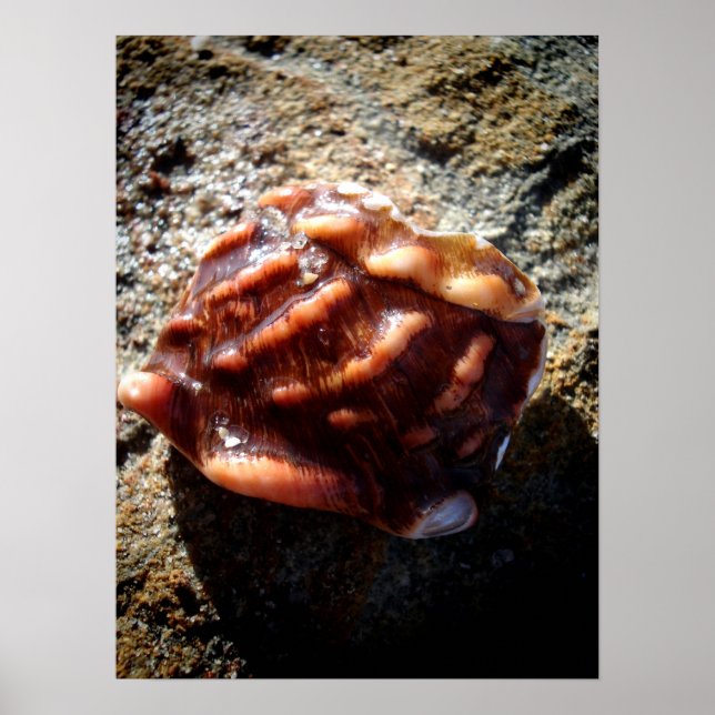 Poster Laguna Sea Shell em um Rock (Frente)