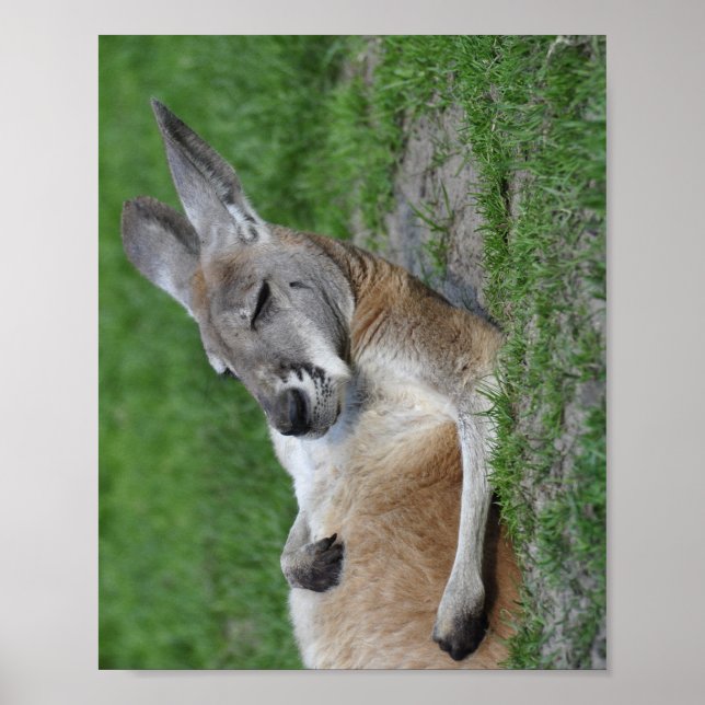 Poster Laid-back Kangaroo (Frente)