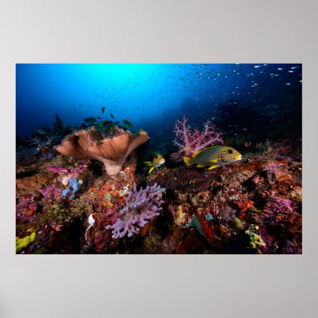 Poster Laja Ampat Underwater (Frente)