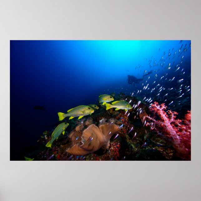 Pôster Laja Ampat Underwater 3 (Frente)