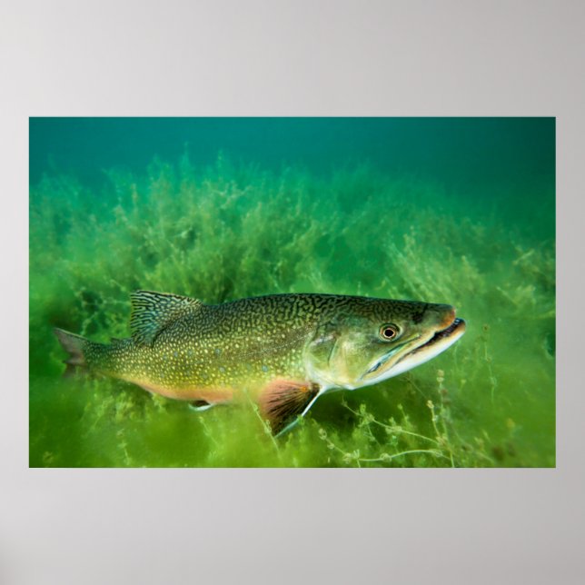 Poster Lake Trout Portrait, Emerald Lake, Montana (Frente)