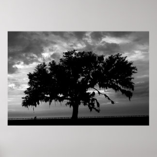 Pôster Lakefront Live Oak