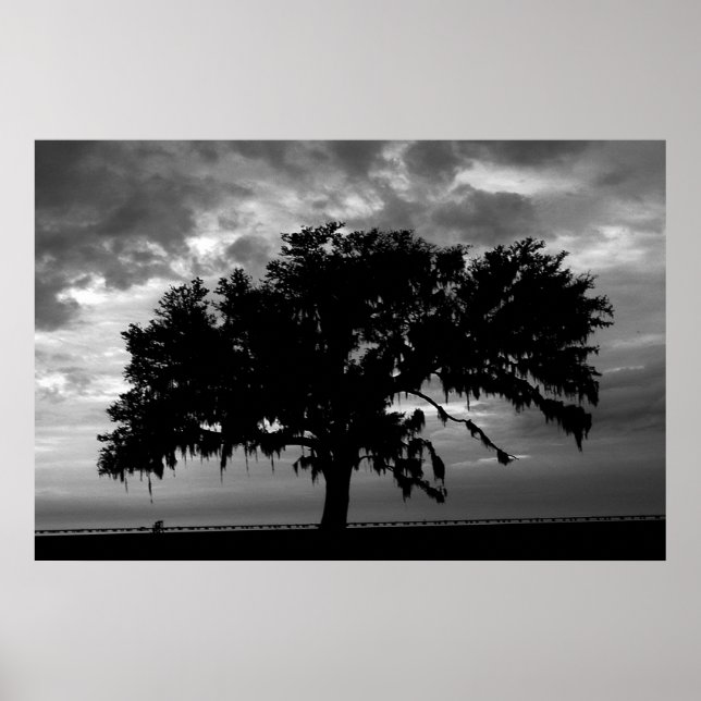 Pôster Lakefront Live Oak (Frente)