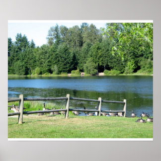 Pôster Lakeside Geese no Parque