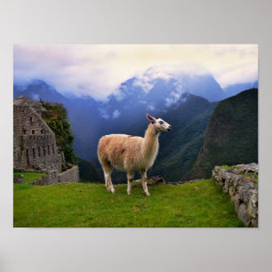 Poster Lama em Machu Picchu, Peru