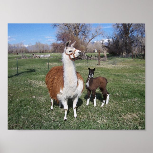 Pôster Lama Mama e Llama Baby (Frente)