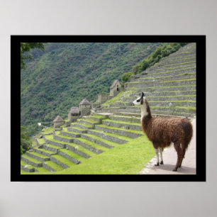 Poster lama peruano