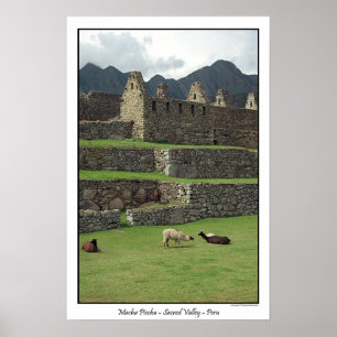 Pôster Lamas de Machu Picchu Peru