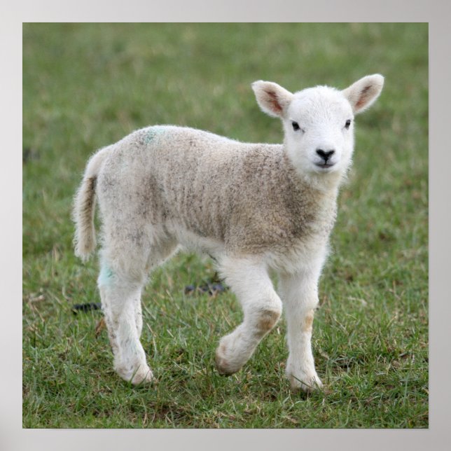 Pôster Lamb (Frente)