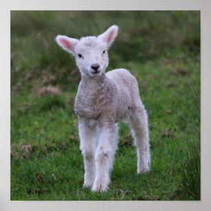 Poster Lamb Baby Shea Fazenda Animal
