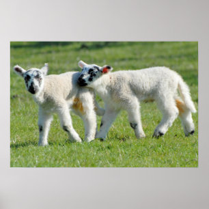 Pôster Lambs