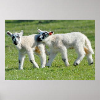 Pôster Lambs