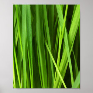 Poster Lâminas de gramíneas
