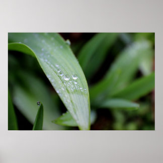 Pôster Lâminas de Grass Cobertas pela Chuva