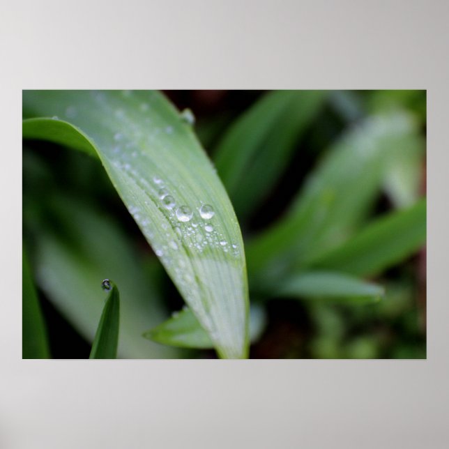 Pôster Lâminas de Grass Cobertas pela Chuva (Frente)