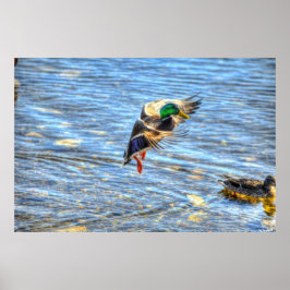 Poster Landing Mallard Duck Drake II Wildlife Photo Impre