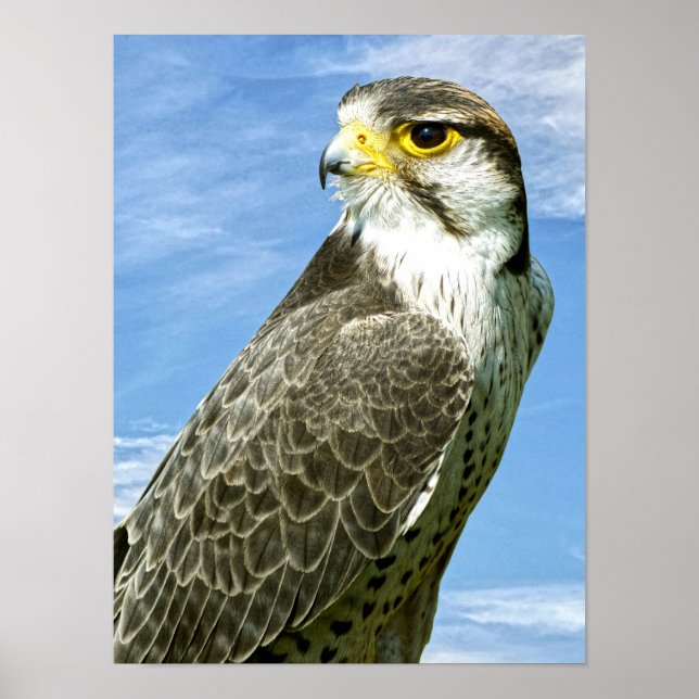 Poster Lanner Falcon empacotado (Frente)