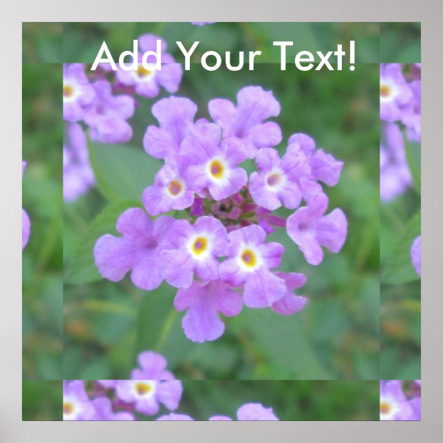 Poster Lantana Plant Purple Floral (Frente)