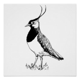 Pôster Lapwing Monochrome Print
