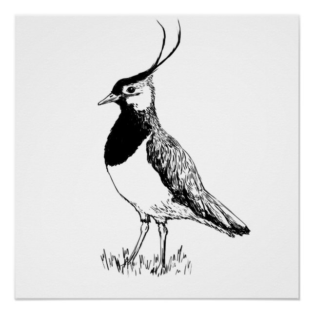 Pôster Lapwing Monochrome Print (Frente)