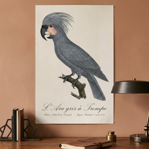 Poster L'Ara gris à Trompe / Cacatua de Palma Cinzento 