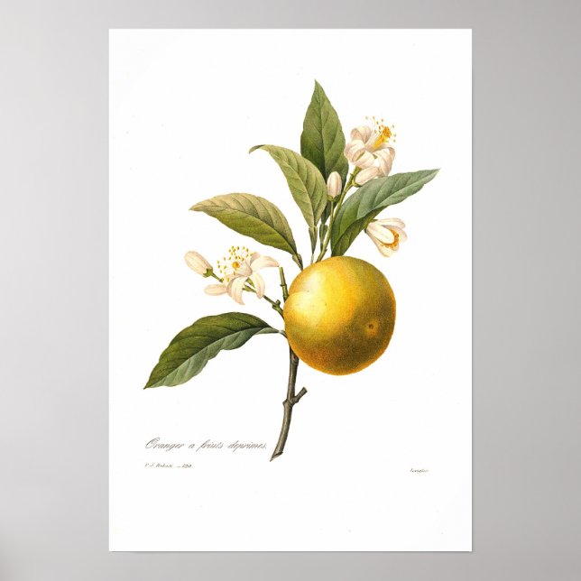 Pôster Laranja (Frente)