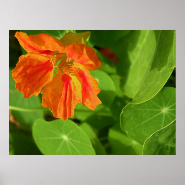 Poster laranja (Frente)