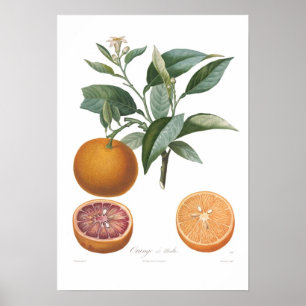 Pôster Laranja, Alaranjado de Malte