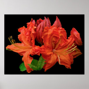 Poster Laranja Azalea