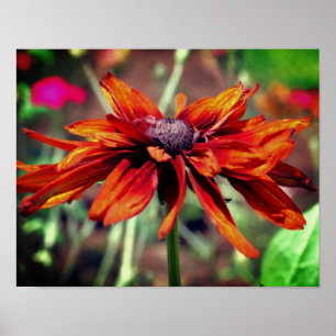 Poster Laranja Black Eyed Susan Flower Close (Fechar)