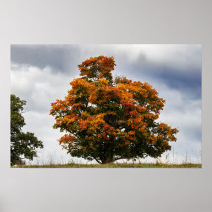 Poster Laranja Bonito