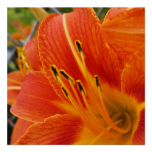 Pôster laranja brilhante