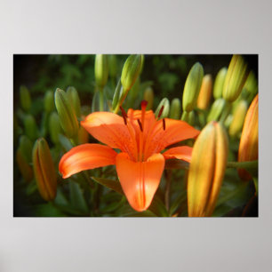 Pôster laranja brilhante