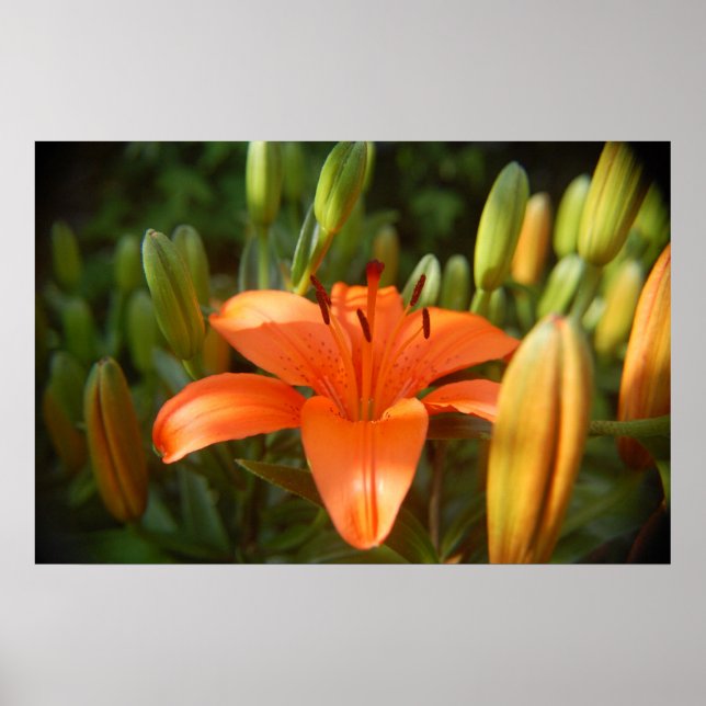 Pôster laranja brilhante (Frente)