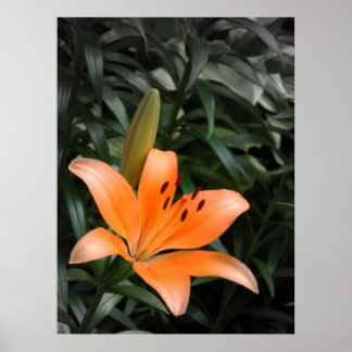 Pôster Laranja Burst