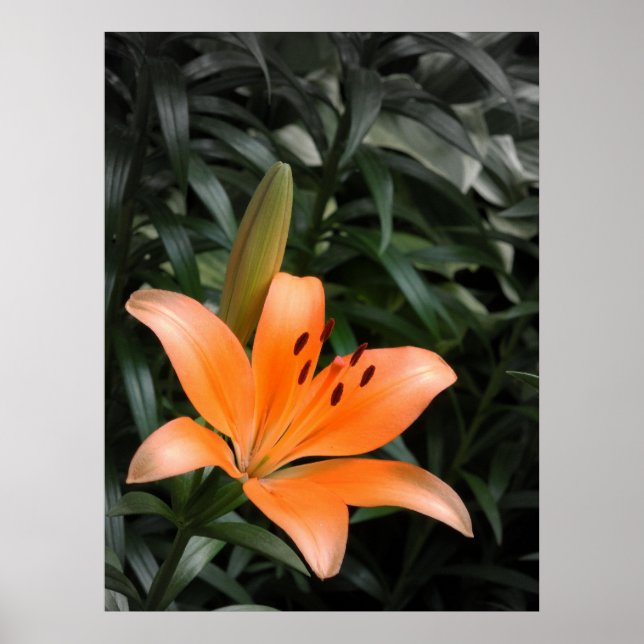 Pôster Laranja Burst (Frente)