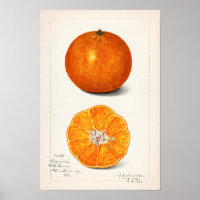 Laranja (Citrus Sinensis) por Amanda Almira Newton