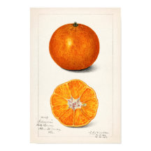 Laranja (Citrus Sinensis) por Amanda Almira Newton