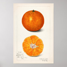 Poster Laranja (Citrus Sinensis) por Amanda Almira Newton