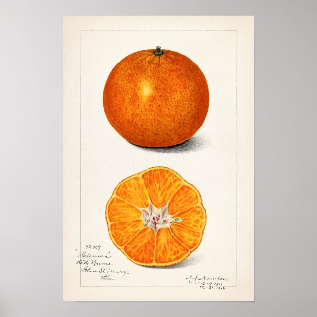 Poster Laranja (Citrus Sinensis) por Amanda Almira Newton (Frente)