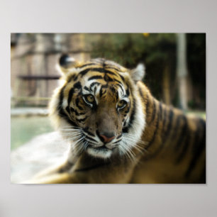 Poster Laranja com listras pretas Foto do tigre Bengala
