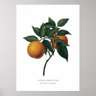 Pôster Laranja de Sevilha
