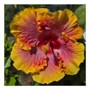 Pôster Laranja e Rosa Hibiscus
